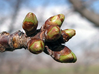 swollen bud (first swell)