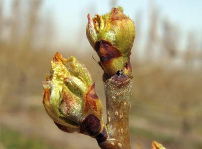 budburst