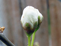 white bud